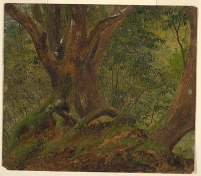 In the Woods, Jamaica by Frederic Edwin Church